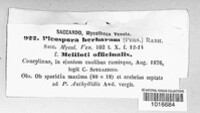 Stemphylium vesicarium image